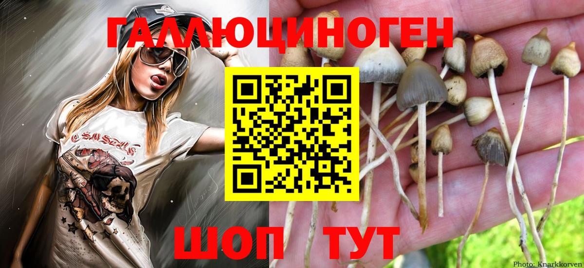 Галлюциногенные грибы Psilocybine cubensis Керчь