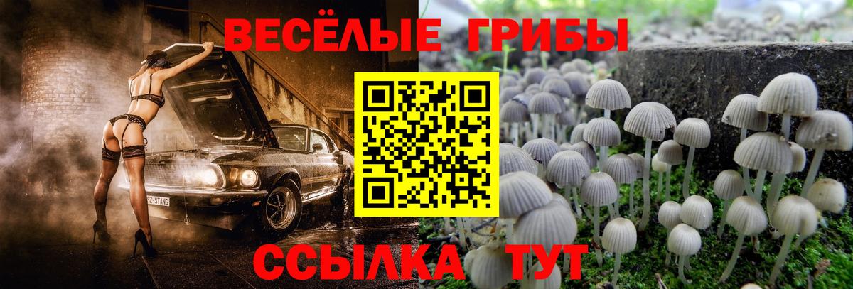 Псилоцибиновые грибы Cubensis  Вход с VPN  Керчь 